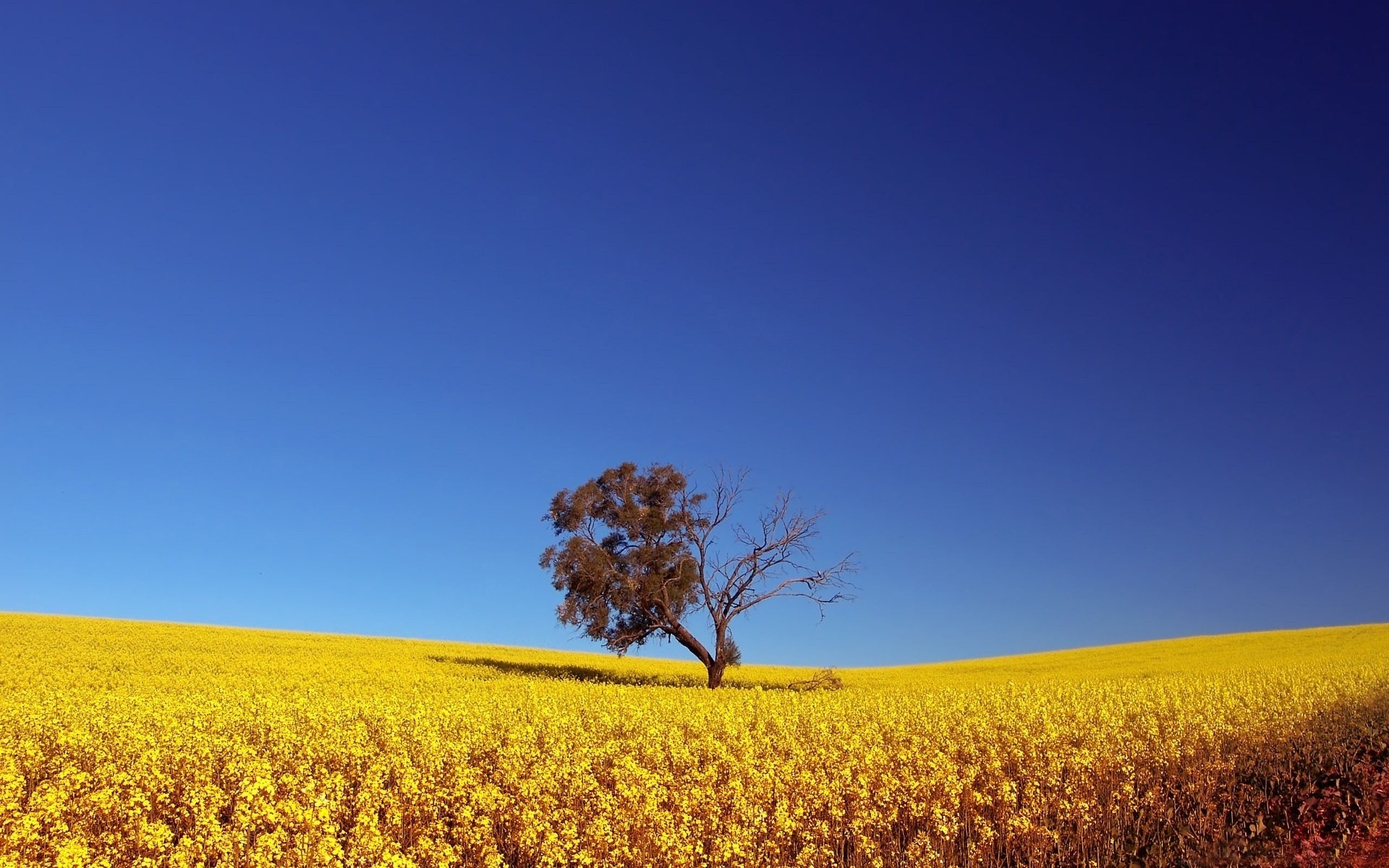 sommer landschaft natur feld landwirtschaft himmel im freien des ländlichen raums landschaft blume sonne wachstum bauernhof gutes wetter bebautes land ernte