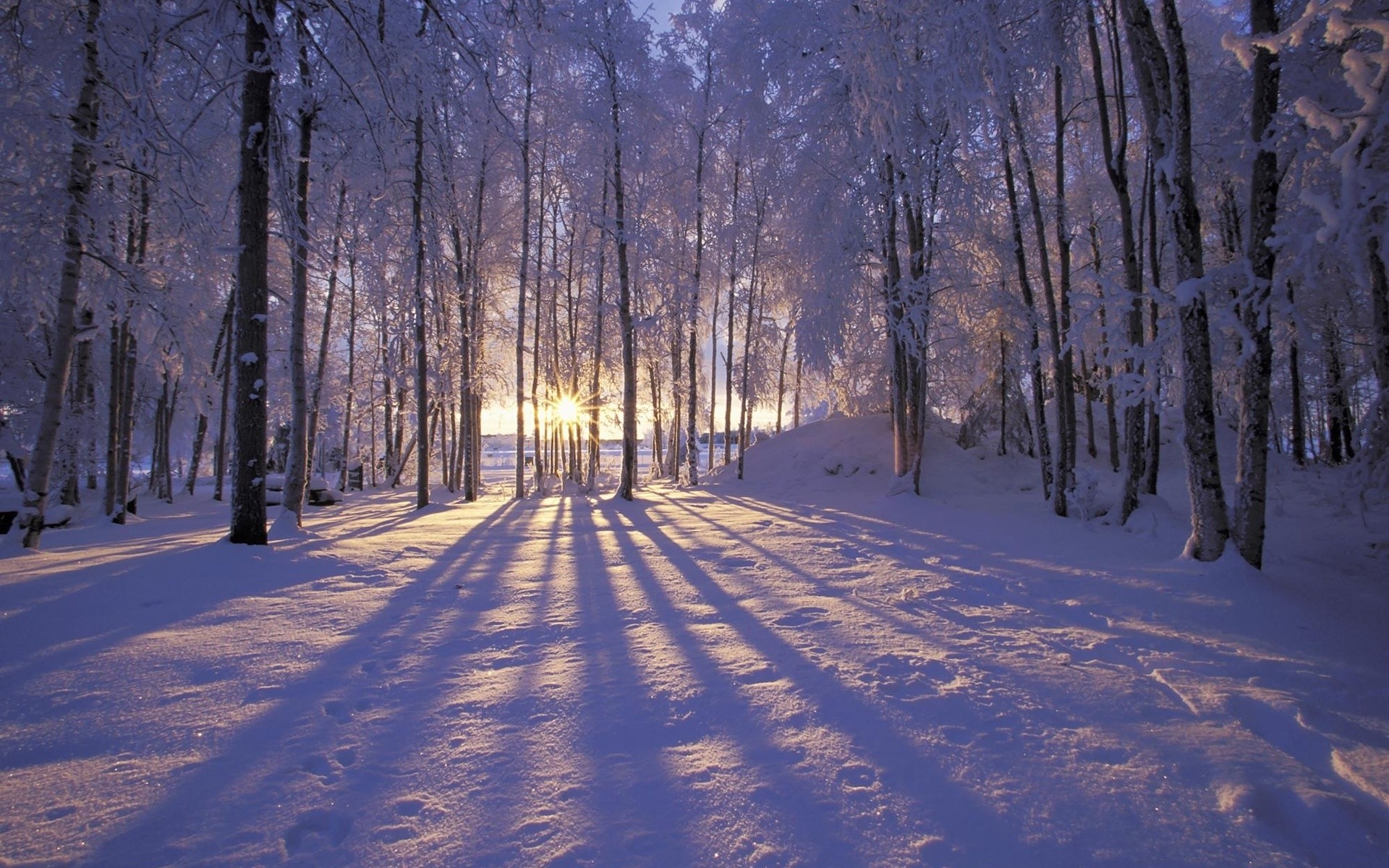 hiver neige gel bois bois froid paysage congelé aube guide glace saison météo branche brouillard beau temps route nature scénique