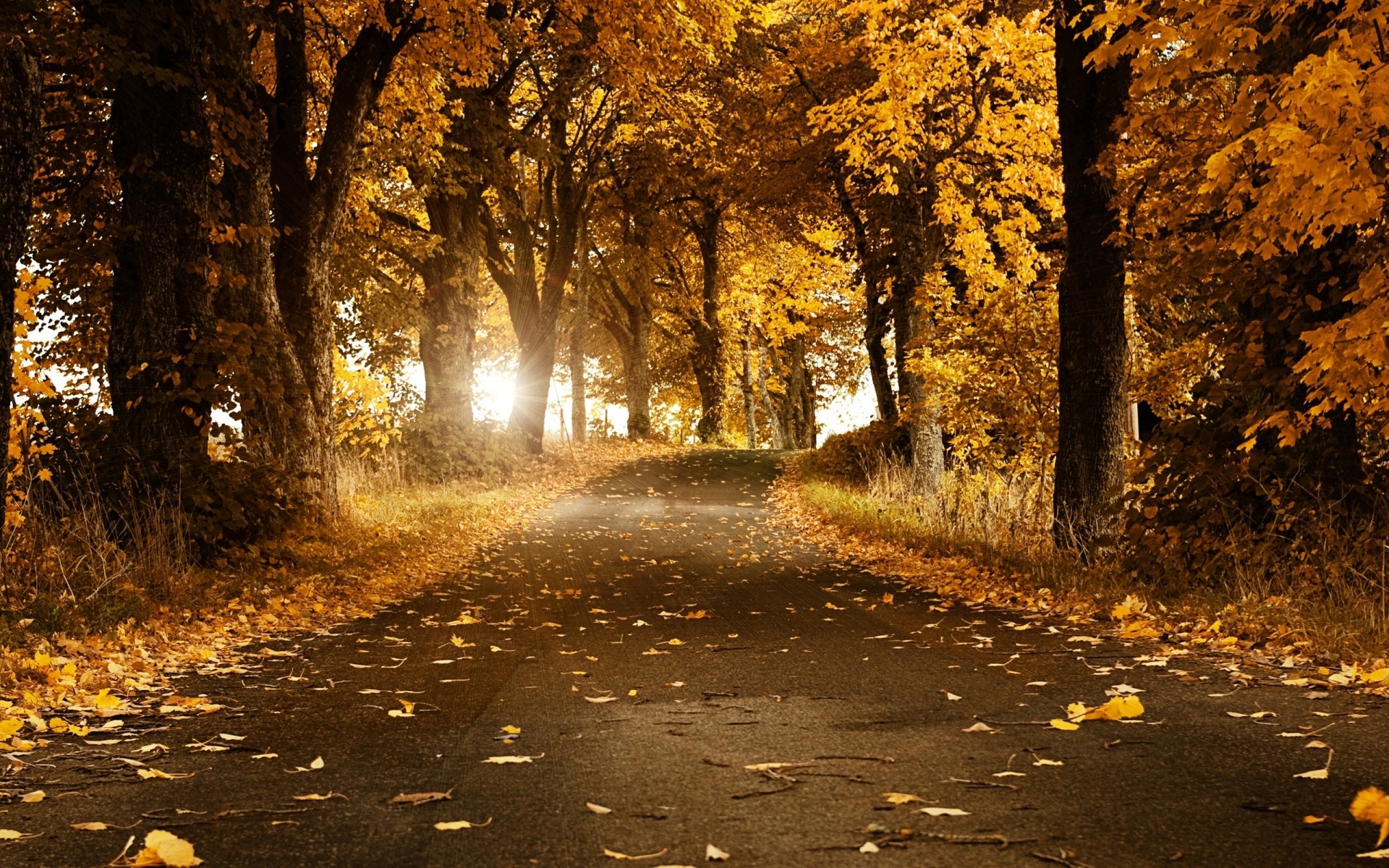 autumn fall leaf road tree wood guidance nature landscape outdoors park dawn alley