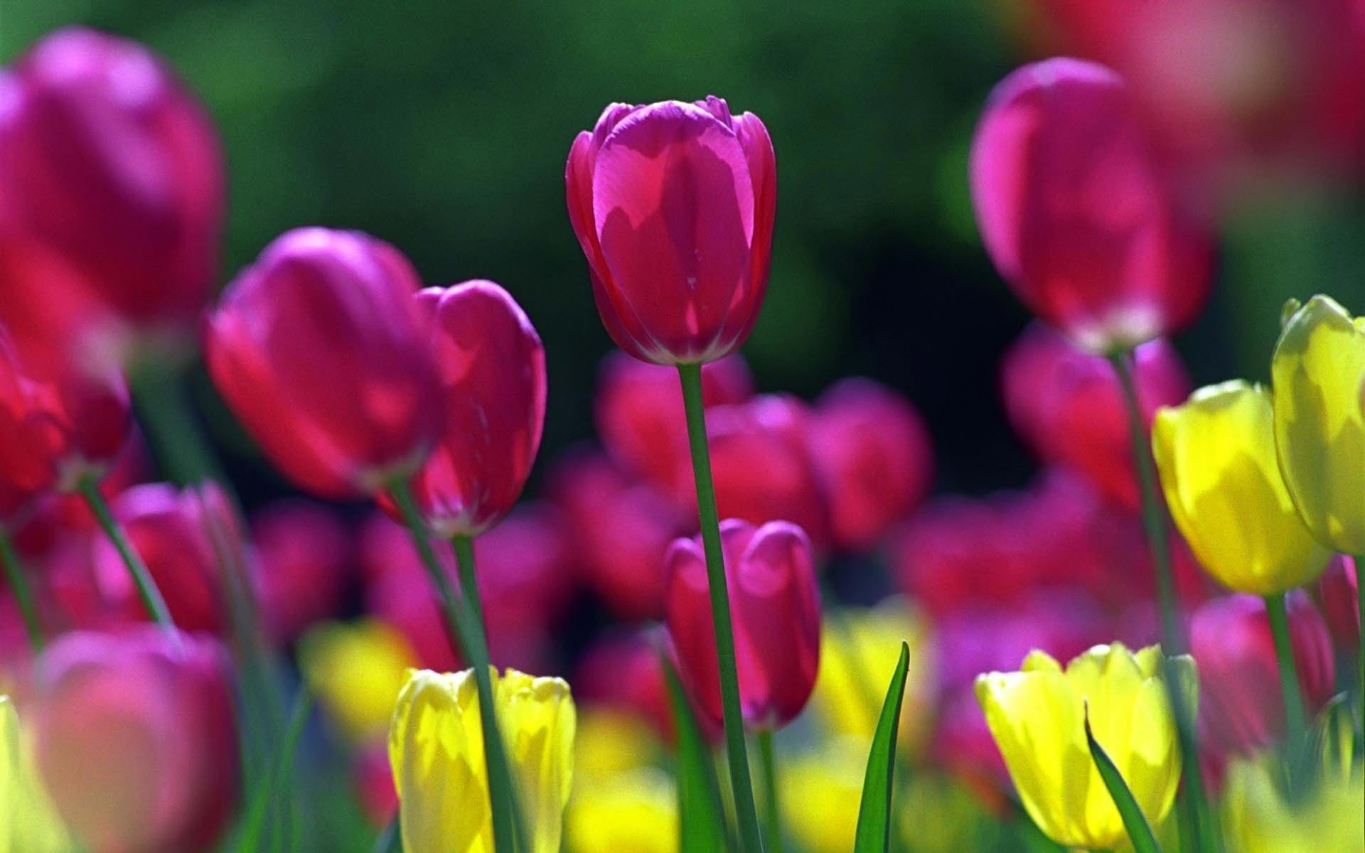 blumen tulpe natur blume flora garten hell sommer farbe ostern blatt blumen feld wachstum jahreszeit hell blütenblatt blühen gutes wetter blumenstrauß