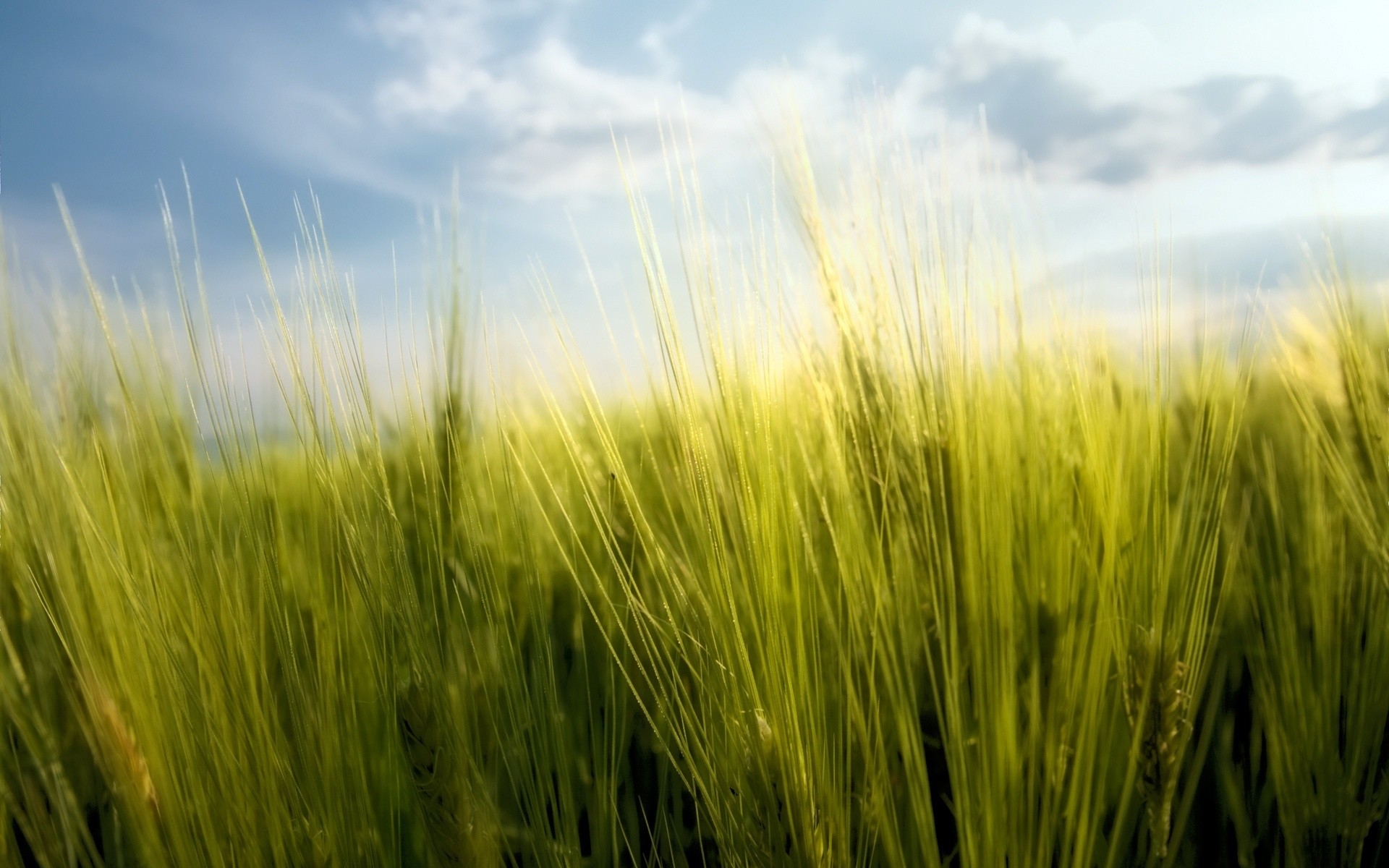 spring cereal pasture wheat rural growth grass field sun corn farmland countryside farm crop summer agriculture nature straw bread fair weather