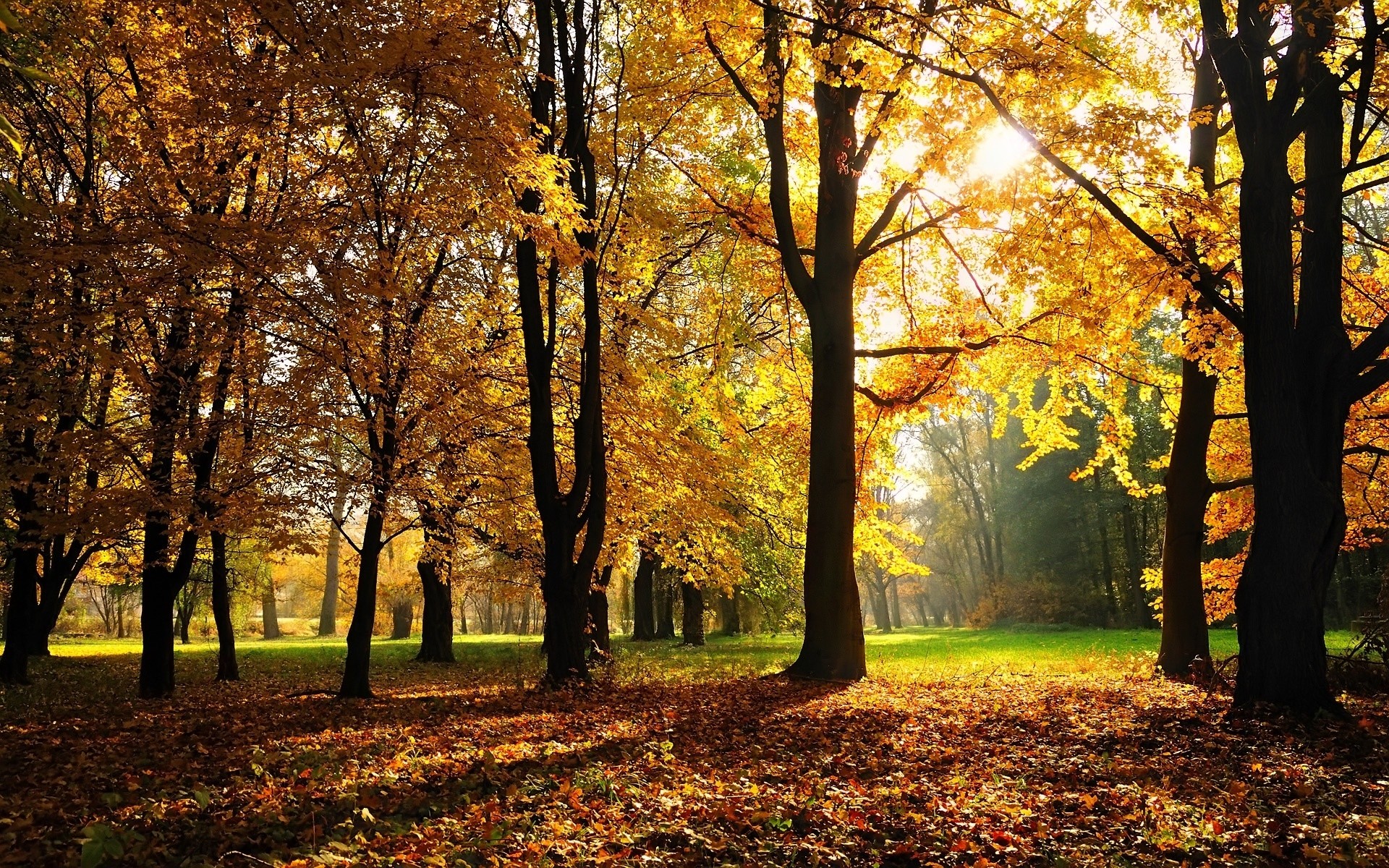 herbst herbst blatt baum park saison ahorn landschaft holz guide landschaft allee natur gold fußweg zweig landschaftlich gutes wetter szene dämmerung allee