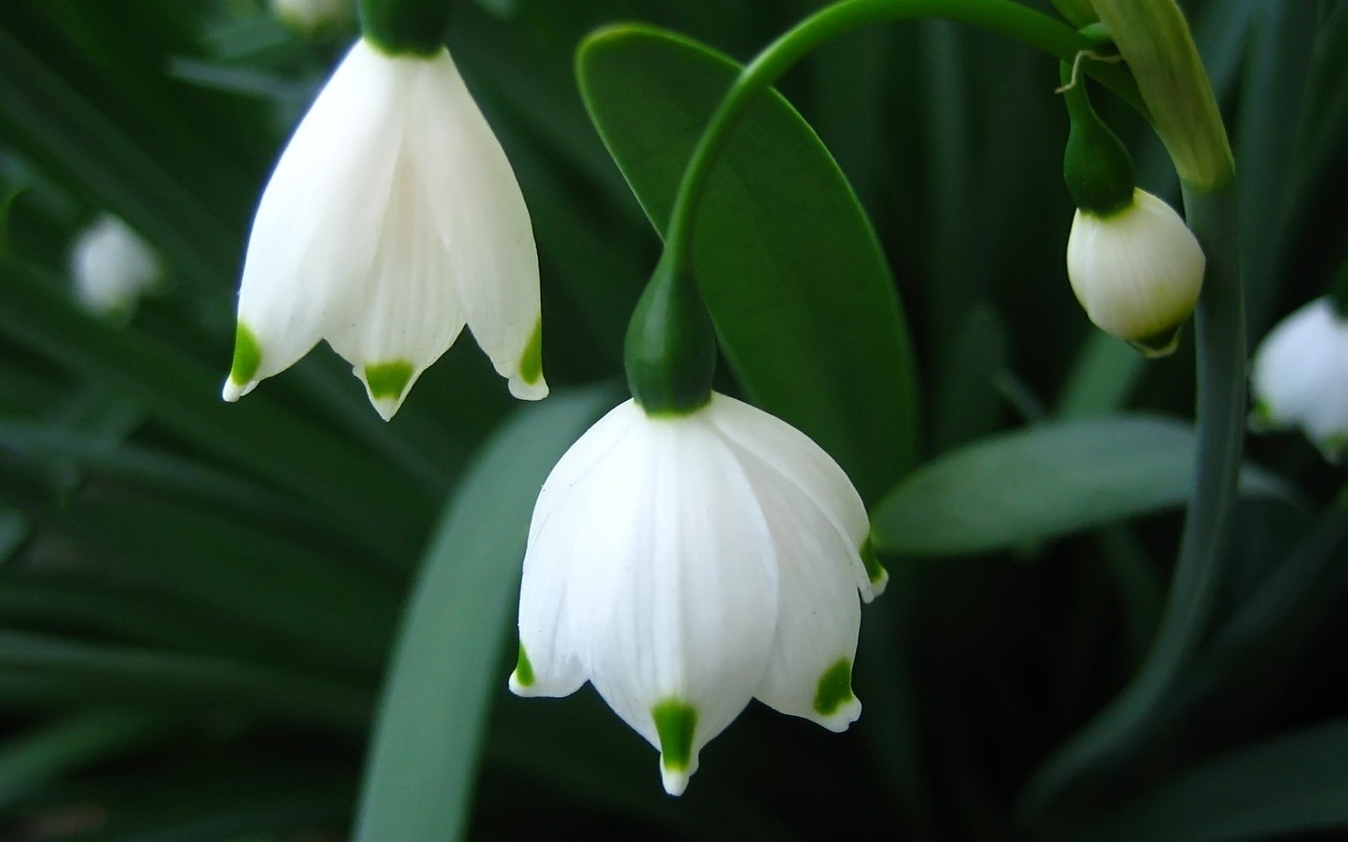 flowers leaf nature flower garden flora growth outdoors