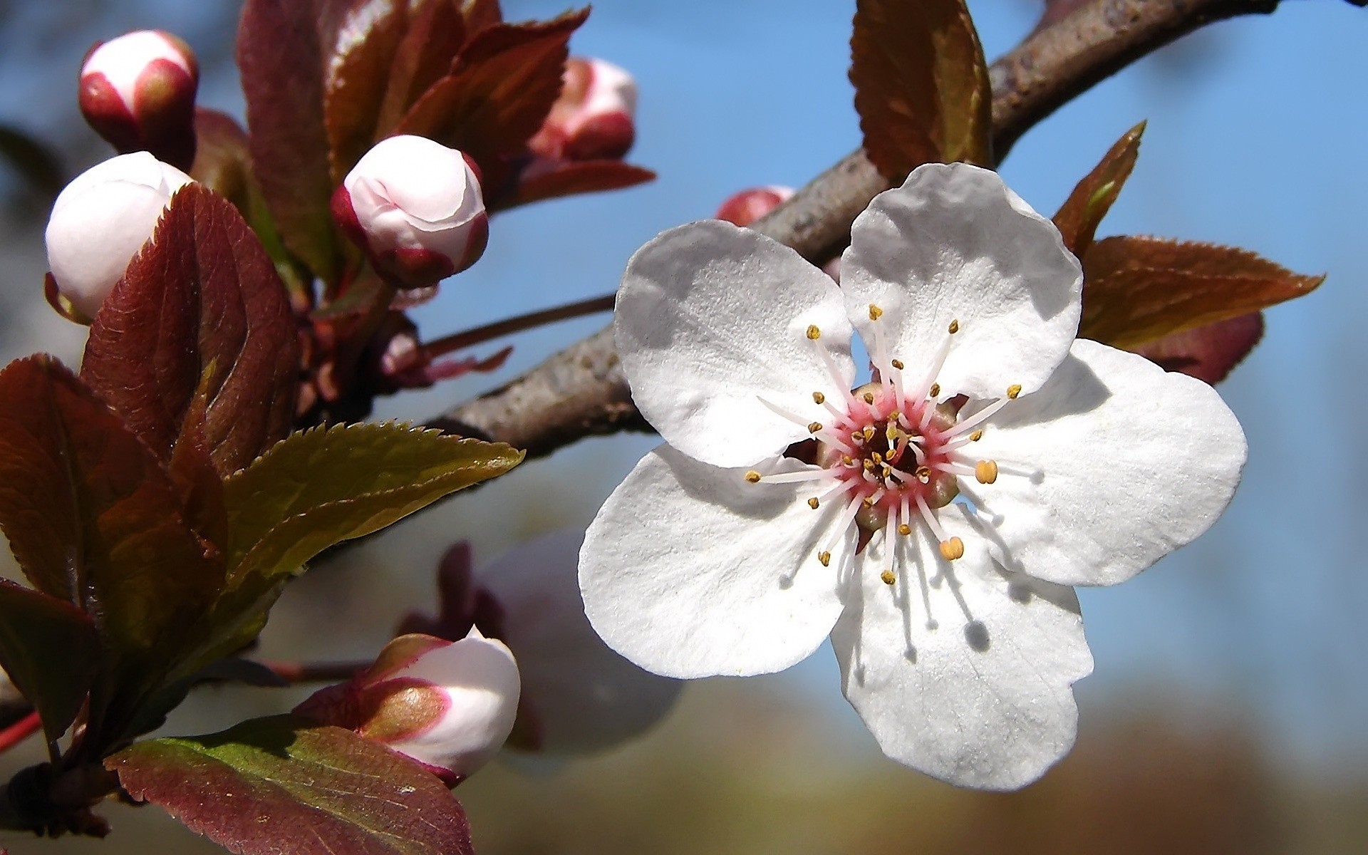 flowers flower cherry apple tree branch nature leaf flora plum garden bud growth petal blooming outdoors season floral peach fruit spring