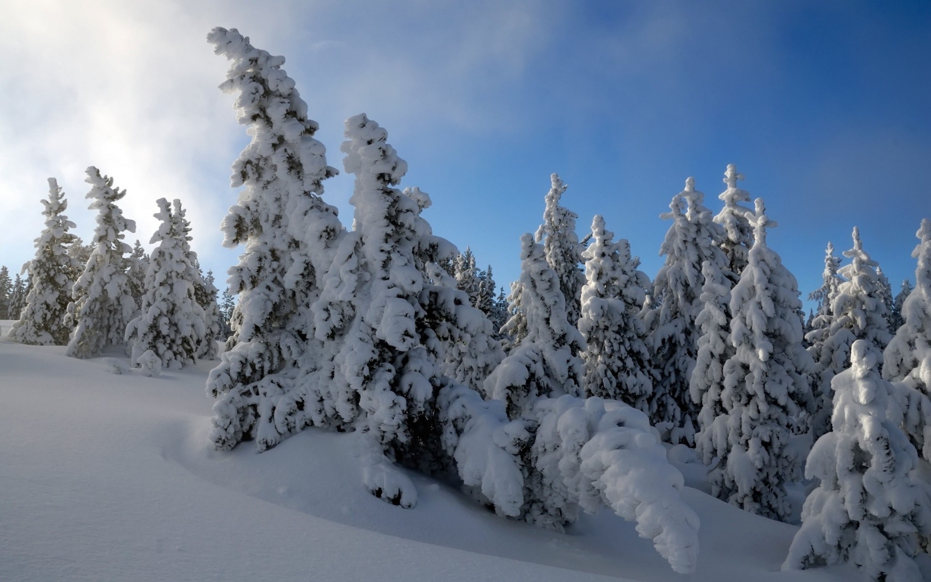 christmas snow winter frost cold ice wood frozen fir weather evergreen frosty conifer tree spruce mountain fair weather snowy