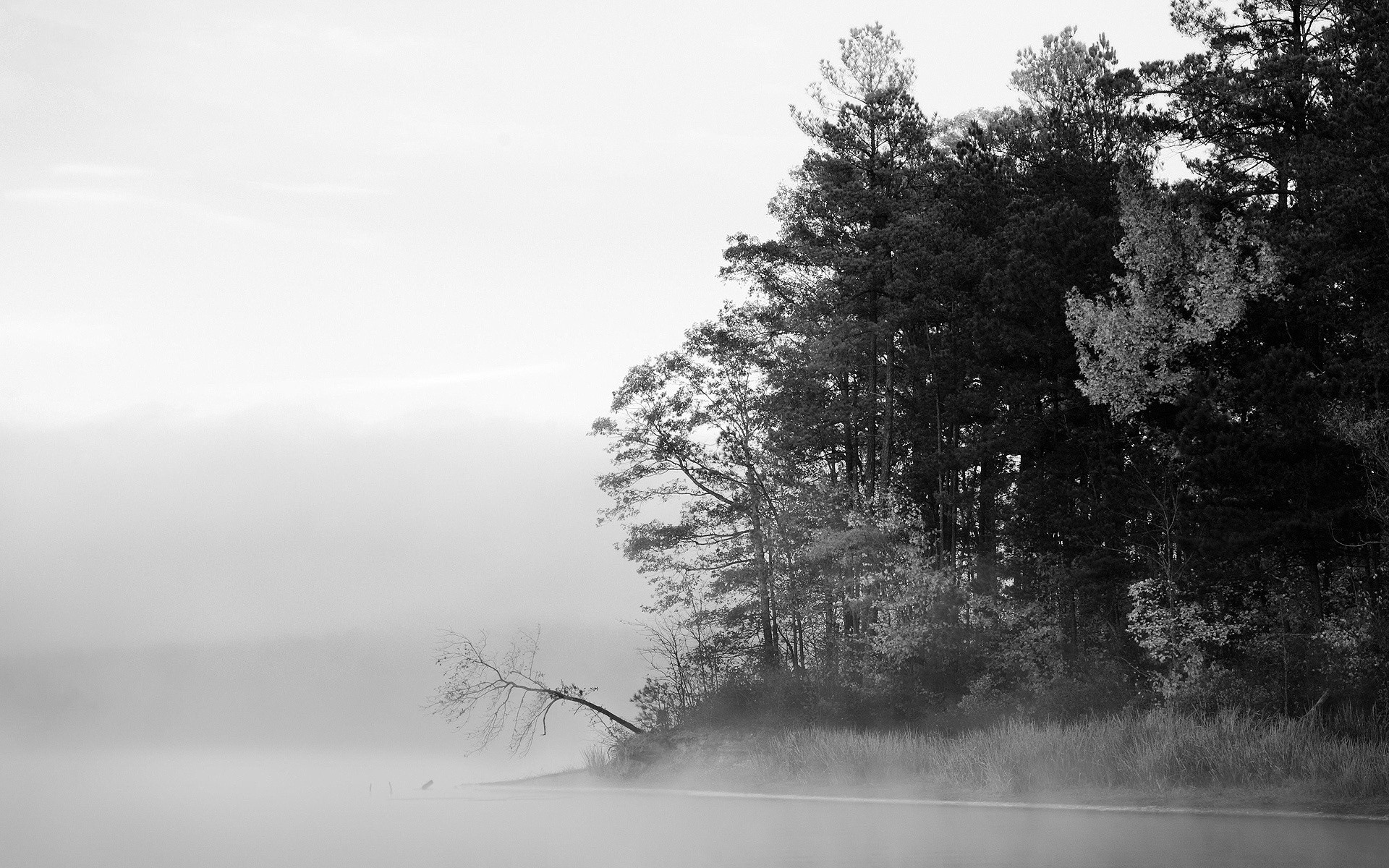 winter fog tree mist landscape snow nature wood monochrome dawn weather frost cold outdoors fall frozen