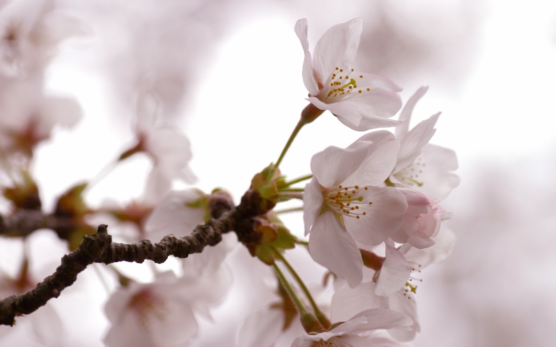 flowers flower cherry nature branch tree flora leaf apple bud plum blooming delicate growth blur petal garden apricot floral bright