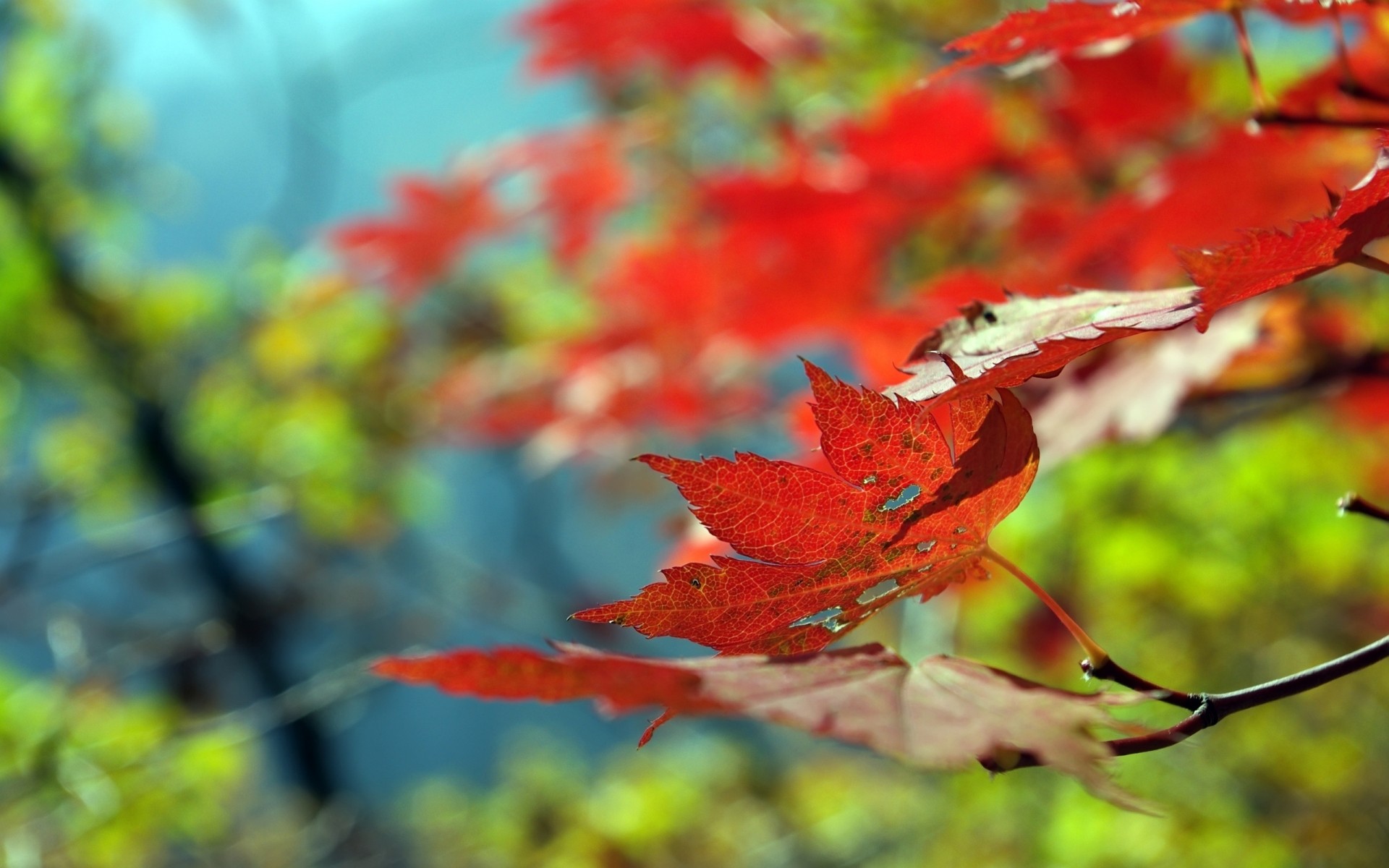 automne automne feuille érable nature saison lumineux bois couleur à l extérieur flore bois