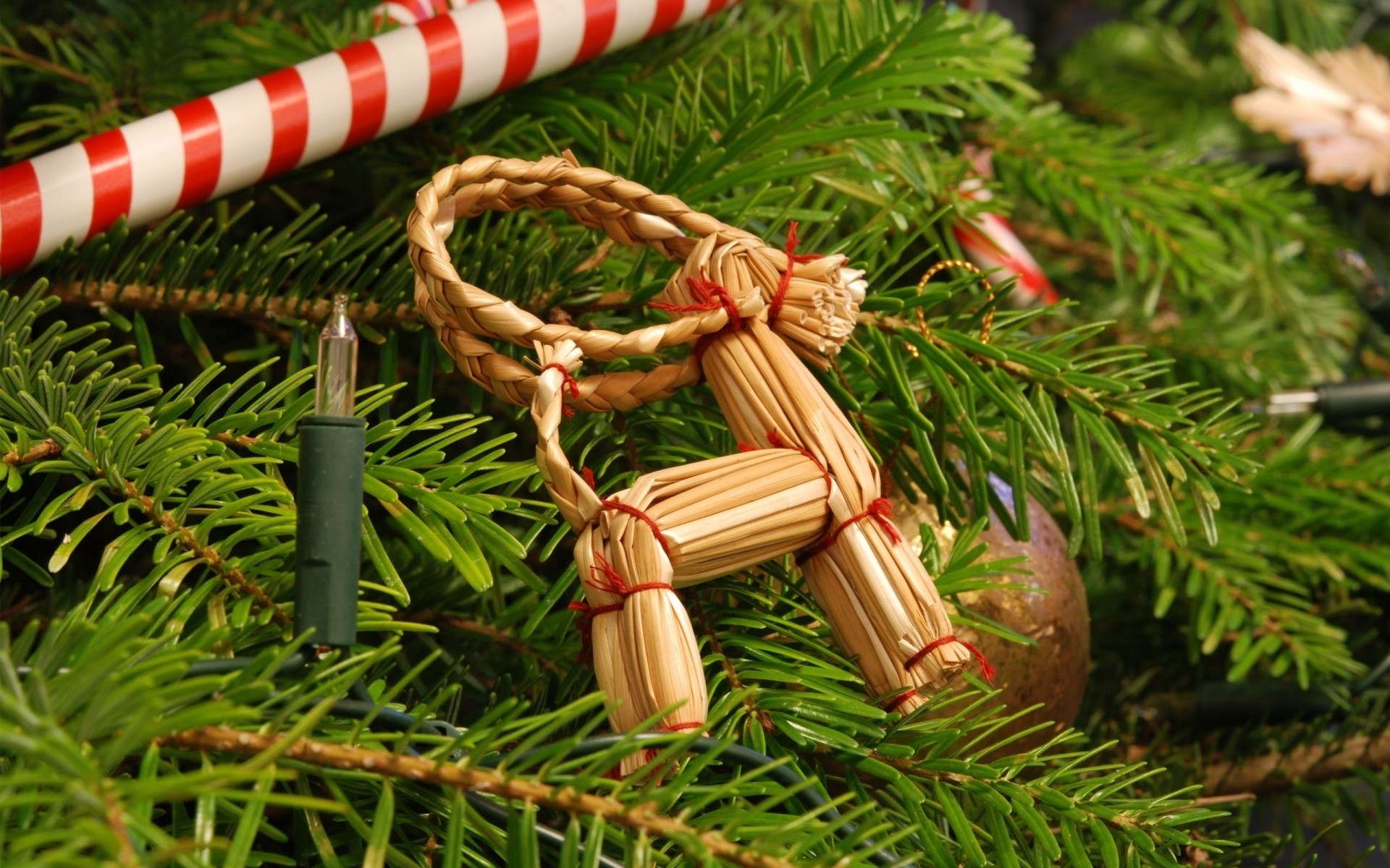 noël pin hiver sapin décoration arbre vacances bois épinette evergreen cône saison boule merry branche traditionnel aiguille conifère gros plan