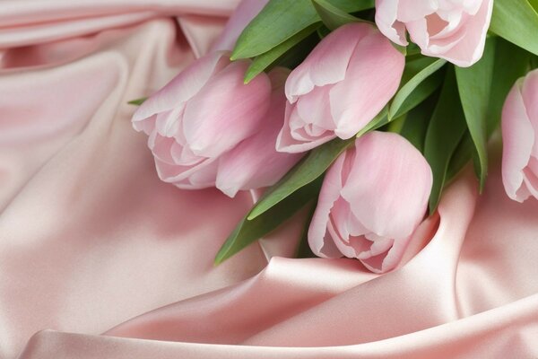 Pinkish cream tulips on silk