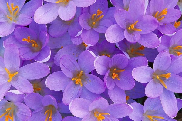 Ein Aufstand von violetten Blumen mit gezeichneten Mitten