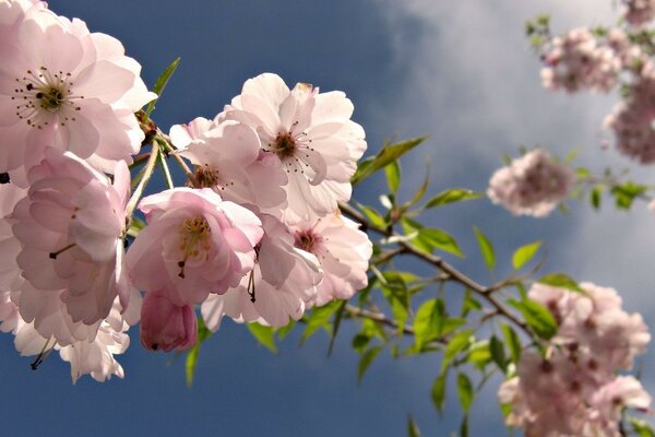 Fiori rosa su un ramo di un albero