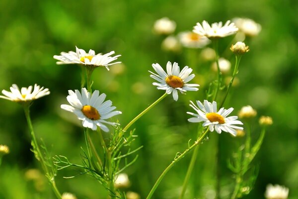 प्रकृति की पृष्ठभूमि पर कैमोमाइल फूल