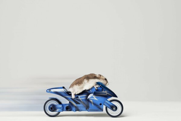 A hamster on a small motorcycle rides