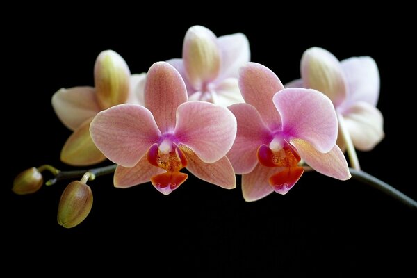 Fleur phalaenopsis rose sur fond noir