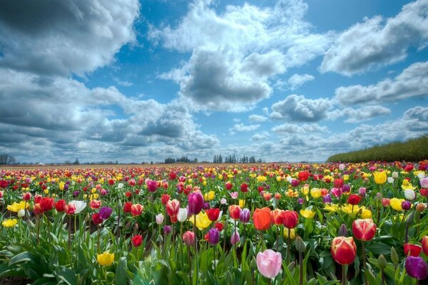 Tout un champ de tulipes multicolores