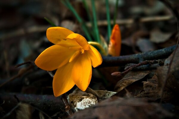 Schöne gebeugte gelbe Blume