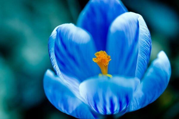 Couleur naturelle de la nature en flou