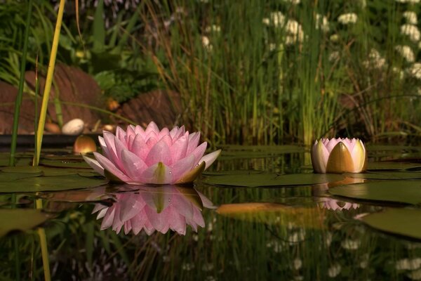 Rosa Lotusblume auf dem Wasser