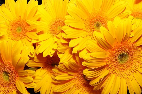 Large yellow sunflower flowers