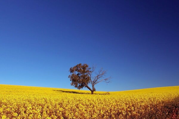 Paysage d été avec arbre dans le champ