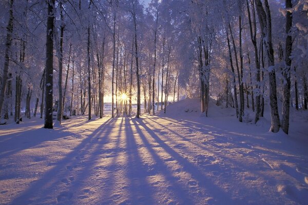 Mañana helada en el bosque cubierto de nieve