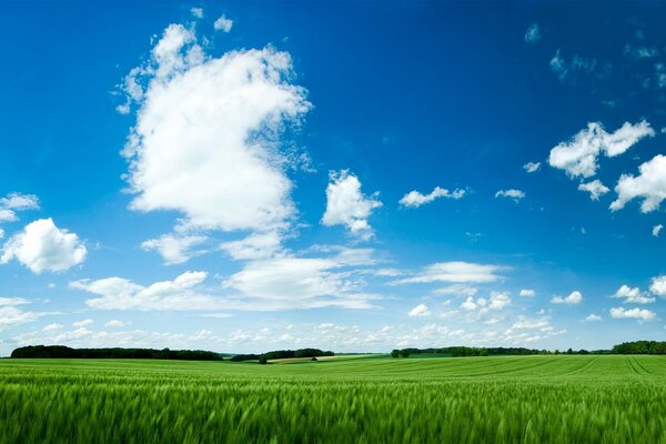 Landschaft von grünen Wiesen und klarem Himmel