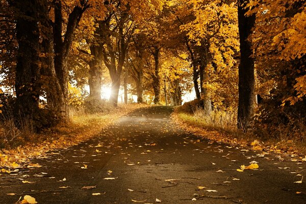 A path in the autumn park among the trees