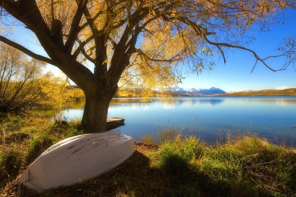 Bateau inversé sous un arbre près du lac