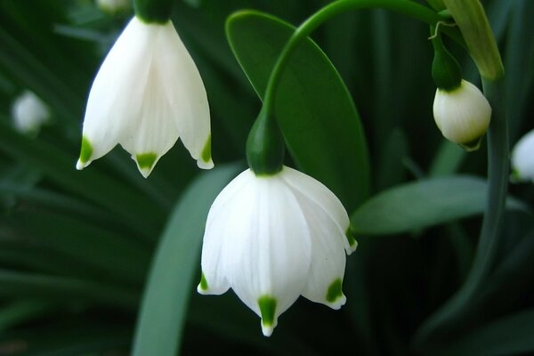 Hermosa flor blanca en el Jardín