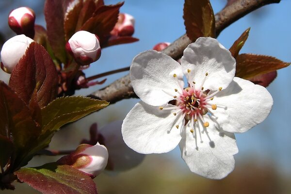 Apfelblüte. Frühling. Weiße Blumen