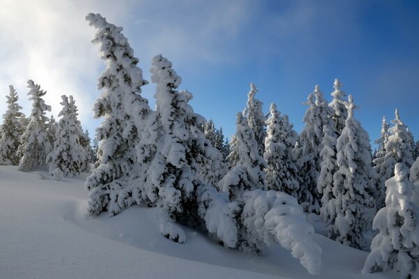 Landscape with snow-covered fir trees