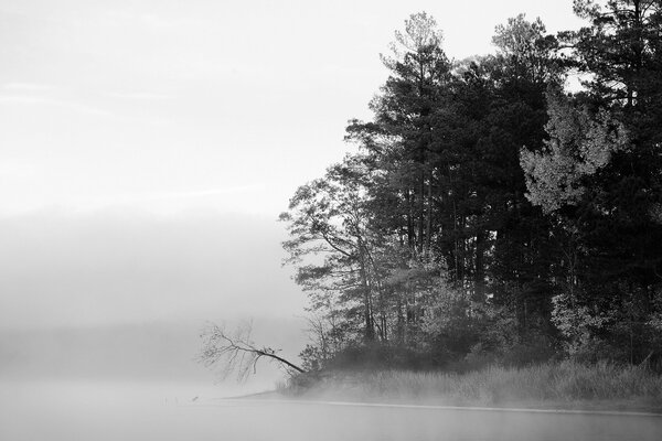 Trees in the winter fog early in the morning