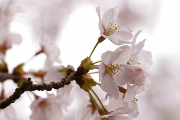 A branch of fresh cherries in close-up