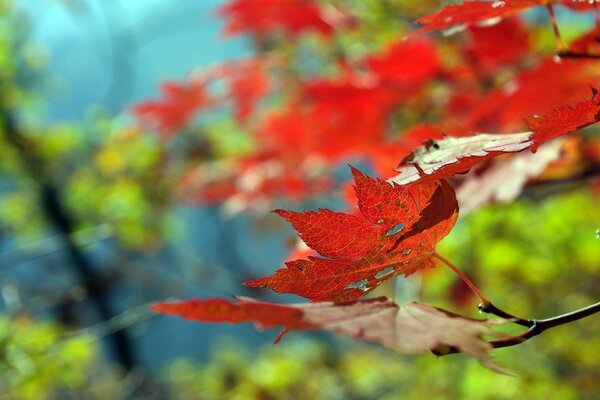 Autumn red leaf on a branch