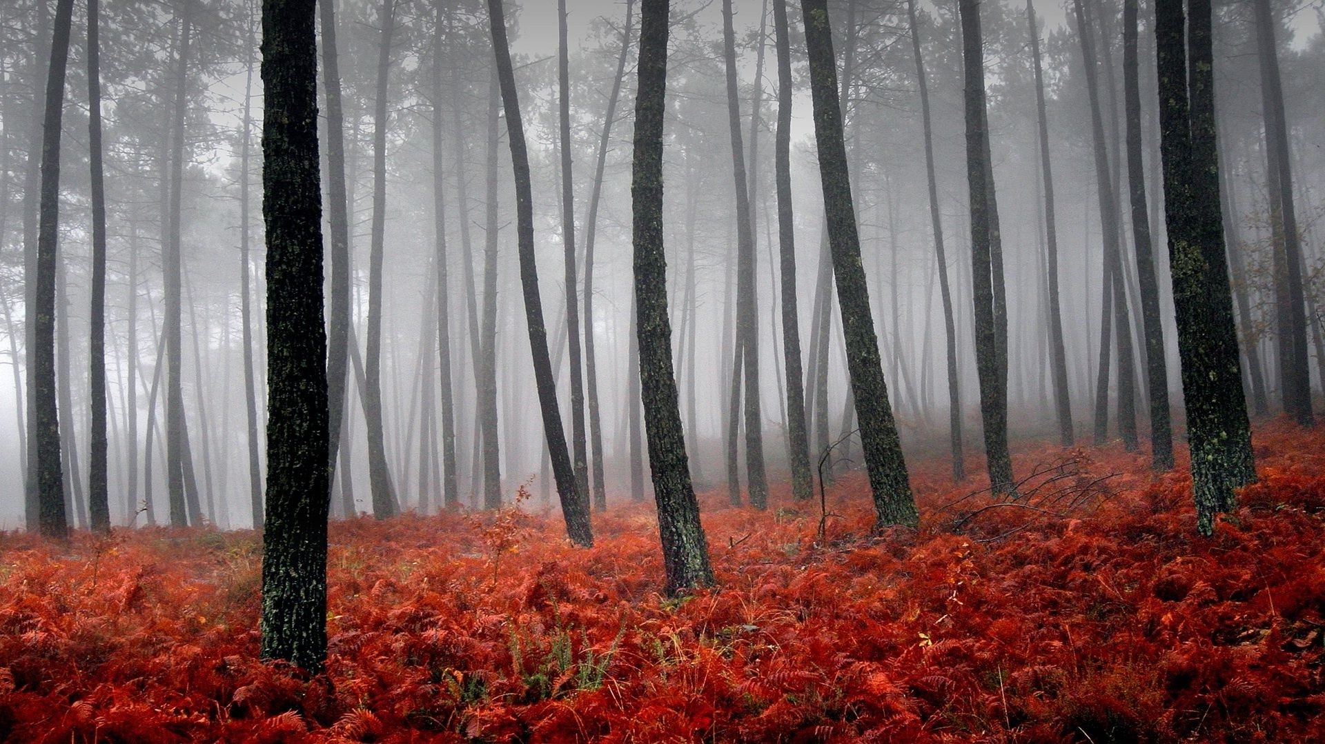 liście jesień drewno liść natura drzewo sezon krajobraz park na zewnątrz flora środowisko dobra pogoda świt mgła malownicze bujne