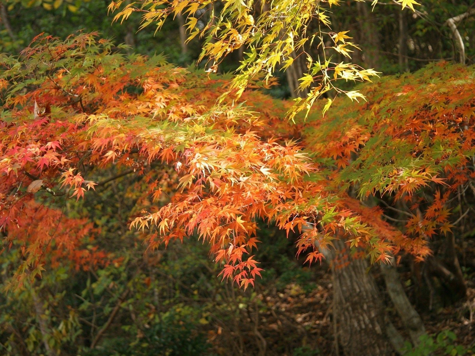 feuilles feuille automne érable arbre bois nature saison parc luxuriante à l extérieur changement paysage lumineux environnement couleur beau temps flore or scénique