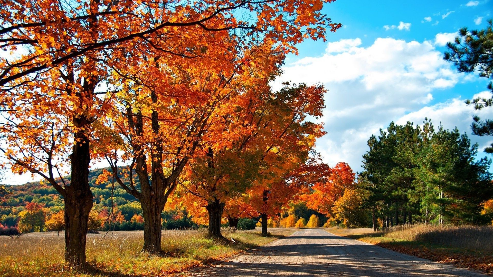 bäume herbst baum blatt landschaft park saison natur landschaftlich ahorn szene holz landschaft auf dem land im freien gutes wetter hell straße landschaft guide