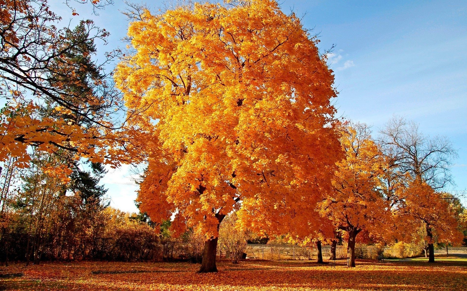 árboles otoño árbol hoja temporada parque paisaje madera arce naturaleza rama oro escena brillante al aire libre escénico buen tiempo paisaje rural color