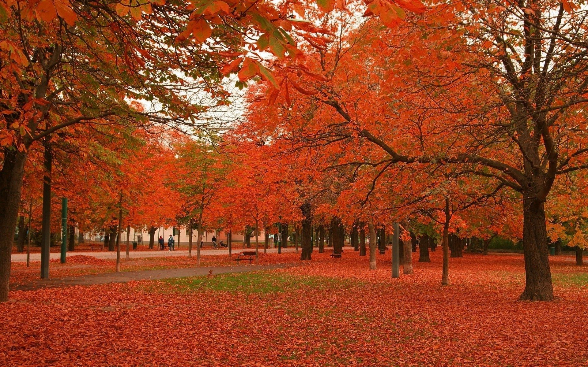 automne automne arbre feuille paysage érable parc saison scénique nature bois à l extérieur paysages branche couleur or