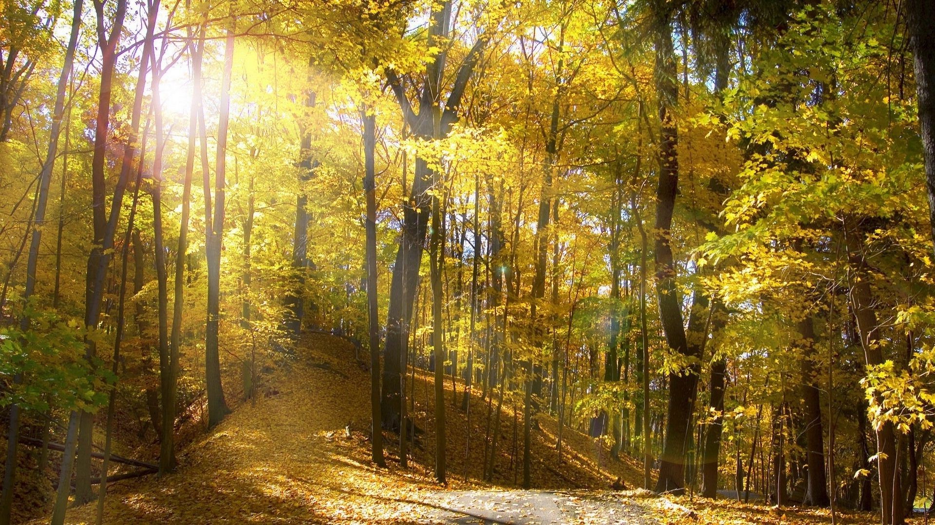 zachód słońca i świt drewno jesień liść drzewo krajobraz natura park świt przewodnik ścieżka sezon mgła droga mgła dobra pogoda światło sceniczny oddział słońce środa