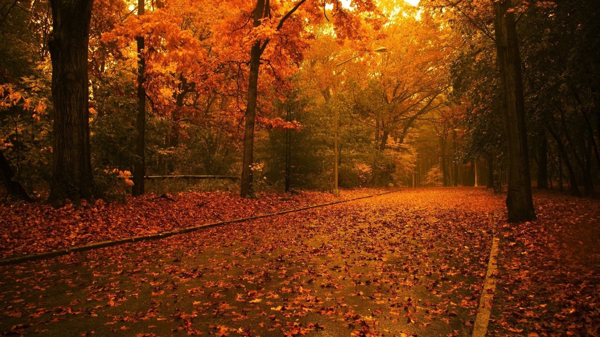 leaves fall leaf tree wood maple dawn gold park outdoors landscape