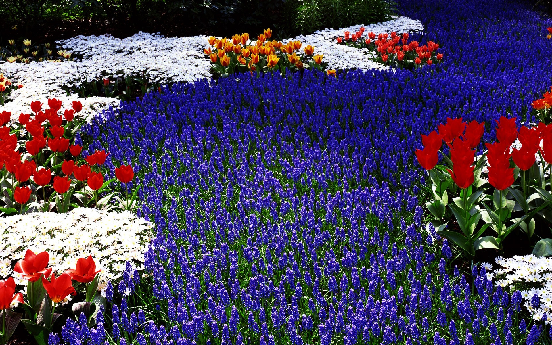 çiçekler çiçek bahçe lale flora çiçek açan doğa çiçek alan açık havada yaprak renk büyüme taçyaprağı sezon lambalar yatak saman yaz bahar kırmızı mavi beyaz turuncu bitkiler