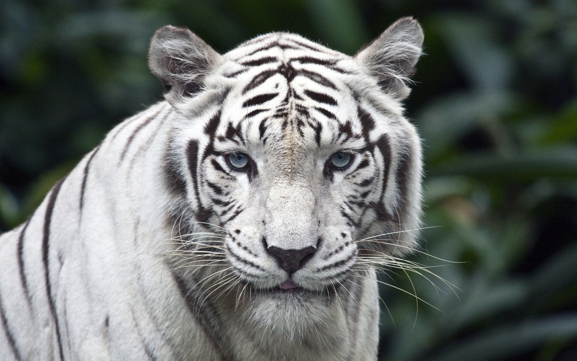 zwierzęta przyroda ssak kot zwierzę zoo tygrys dżungla dziki drapieżnik safari duży portret głowa mięsożerca futro natura myśliwy biały tygrys