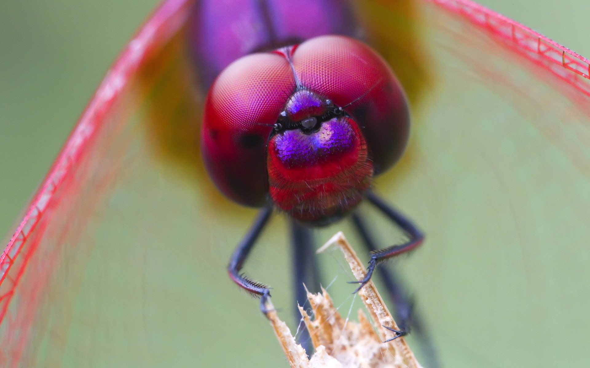 insetos inseto natureza pequeno invertebrados cor verão borrão macro botânico