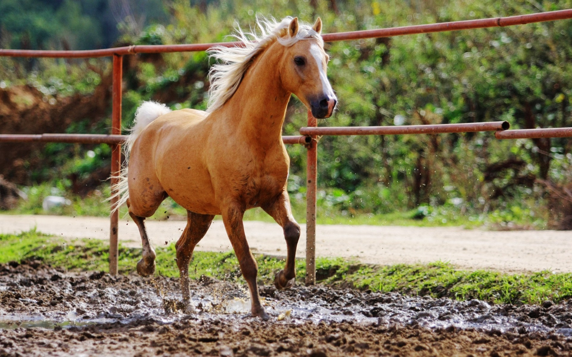 animaux ferme cheval animal pâturage mare agriculture mammifère champ élevage de chevaux nature étalon herbe rural cavalerie manet à l extérieur rapide équestre