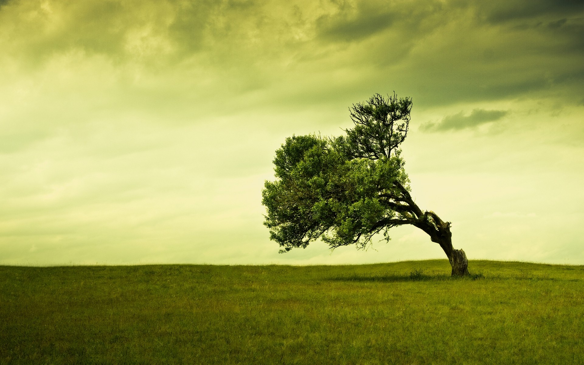 landschaft landschaft baum gras natur im freien dämmerung nebel himmel sonne sonnenuntergang landschaft grün feld