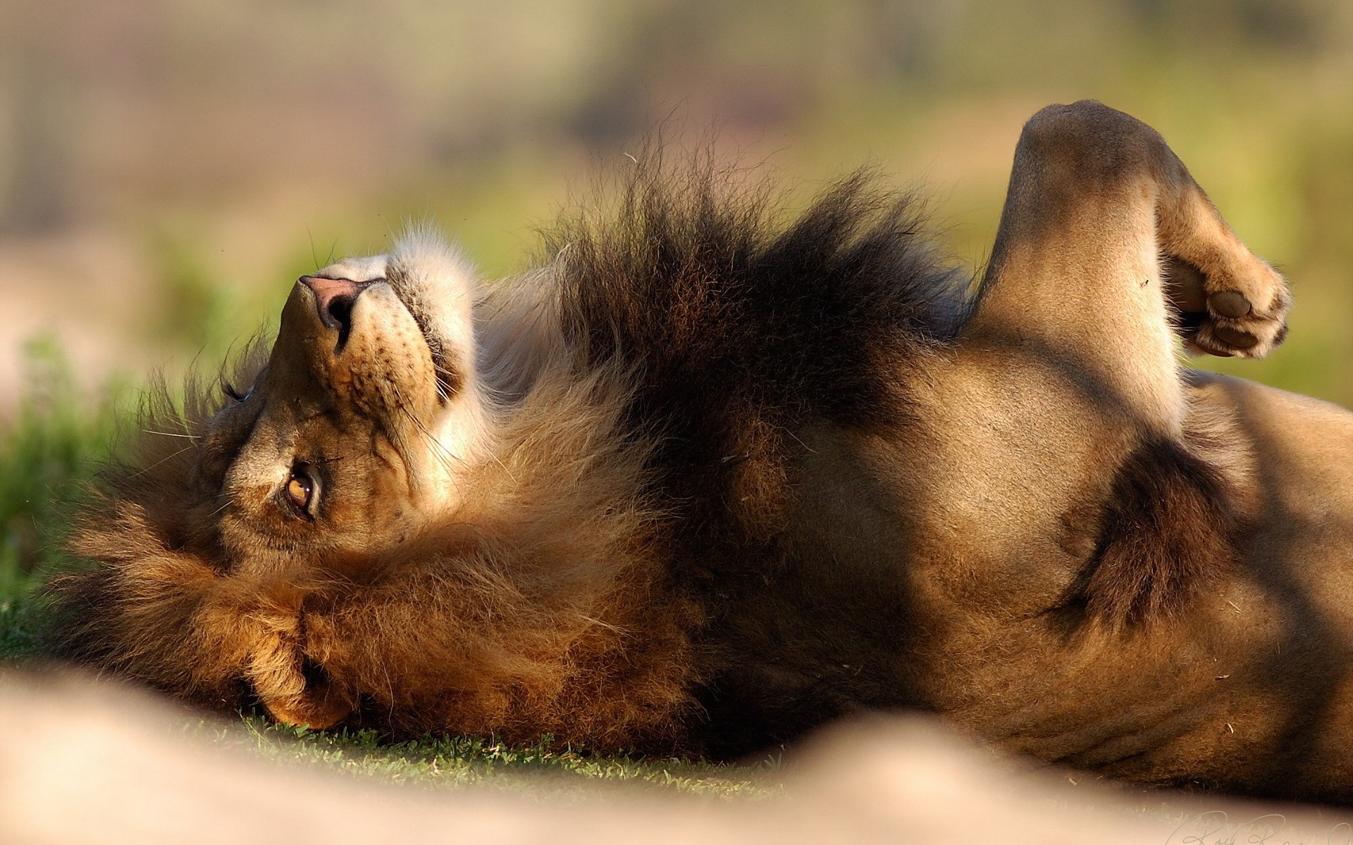 tiere säugetier katze löwe tierwelt tier hund natur zoo pelz niedlich safari porträt wild wolf traum