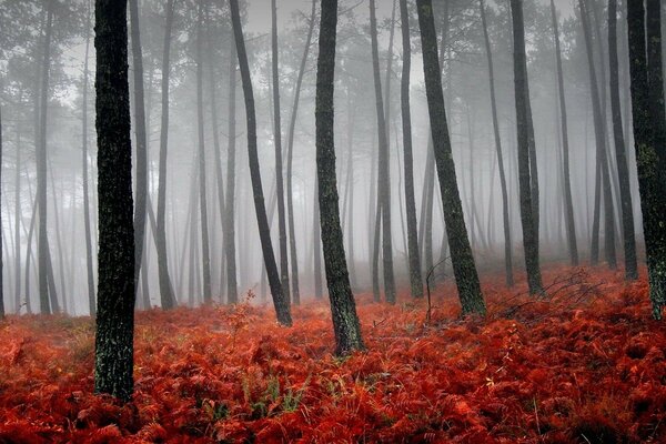 Feuilles écarlates tombées des arbres de la forêt