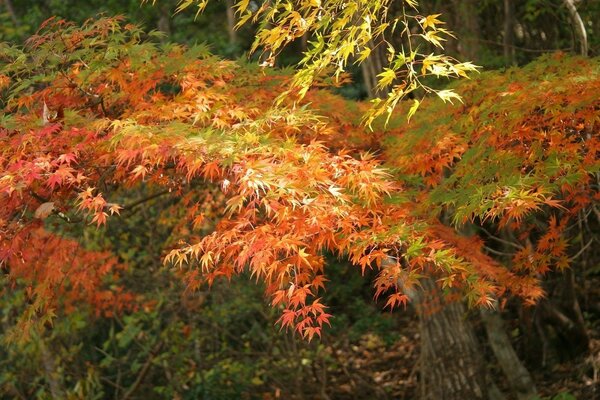 Foresta in autunno. Tutto il fogliame è rosso-verde